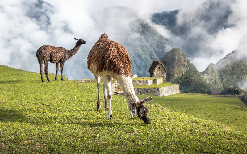 Perú diversidad